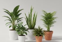 Зелений куточок: топ-5 вибагливих і невибагливих рослин для очищення повітря