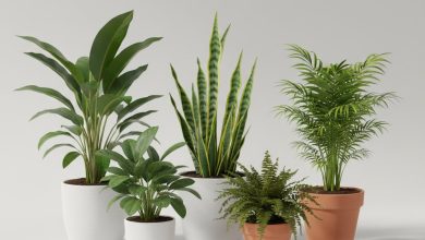Зелений куточок: топ-5 вибагливих і невибагливих рослин для очищення повітря