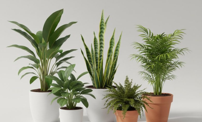 Зелений куточок: топ-5 вибагливих і невибагливих рослин для очищення повітря