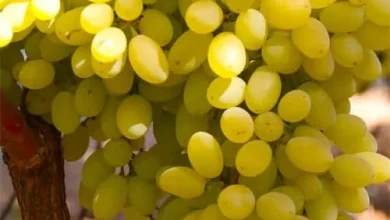 Виноград на присадибній ділянці